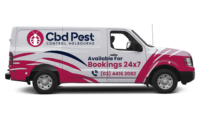 About CBD Pest Control