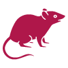Rodent Pest Control in Melbourne