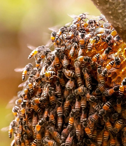 Bee Removal Melbourne Services