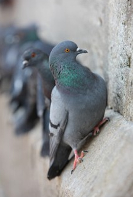 Pigeon Bird Control Melbourne 