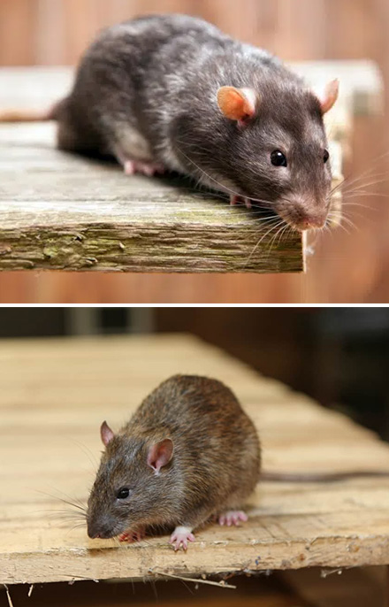 Effective Rodent Control Service in Melbourne