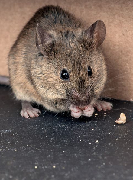 Our Treatments For Your Rodent Problems in Melbourne