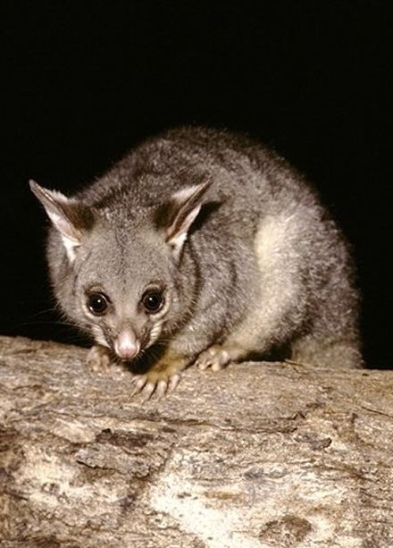 Humane Possum Removal Services in Melbourne