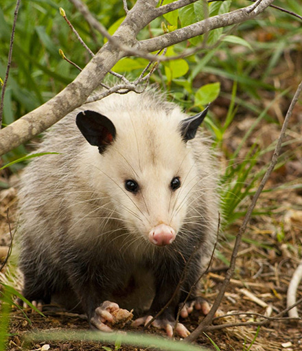 Removing Possums from Your Melbourne Property